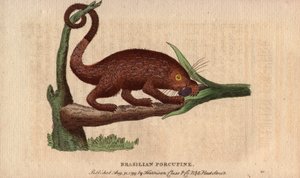Brazilian Epic Pork, Coendou prehensilis (The Naturalist Pocket Magazine)