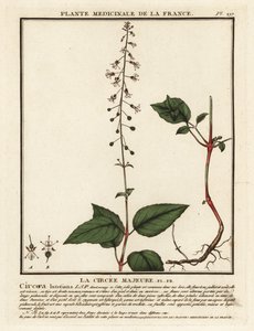 Broad-leaved enchanter
