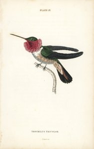 Broad-tailed hummingbird, Selasphorus platycercus (Tricoloured humming-bird, Trochilus tricolor). Handcoloured steel engraving from Sir William Jardine
