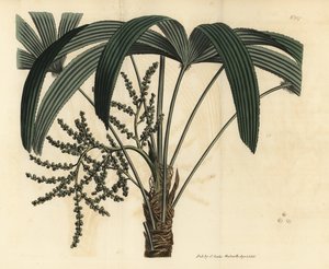 Broadleaf lady palm by Unbekannt