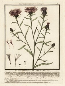 Brown Knapweed, Centaurea jacea