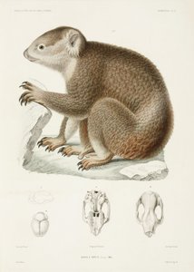 Brown Koala