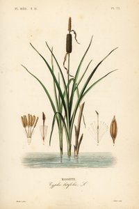 Bulrush or broadleaf cattail by Unbekannt