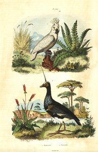 Sulphur-crested Cockatoo and horned screamer