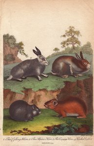 Calling Hare, Alpine Hare, Varying Hare and Hooded Rabbit by Unbekannter Künstler