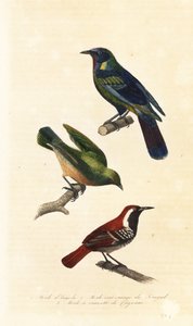 Cape starling, bokmakierie and ferruginous-backed antbird