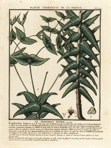 Caper Spurge, Euphorbia Lathyris