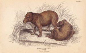 Capybara, Hydrochoerus hydrochaeris (Hydrochaerus cabiai)
