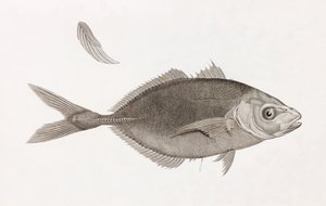 Caranx Lune (close up)
