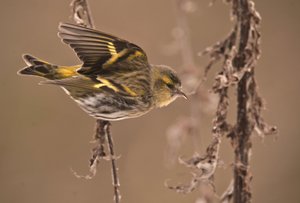 Carduelis spinus/Alder Tarin/Eurasian Siskin by William M. Timlin