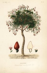 Cashew tree or cashew nut tree