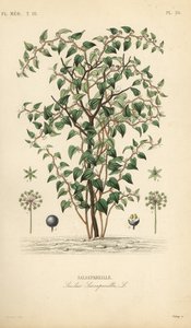 Cat greenbriar or catbriar, Smilax glauca, Smilax sarsaparilla, Handcoloured steel engraving by Debray after a botanical illustration by Edouard Maubert from Pierre Oscar Reveil by Unbekannt
