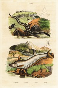 Catfish, Dwarf Siren, Wasp and Beetle