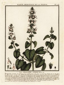 Catnip, Nepeta Cataria