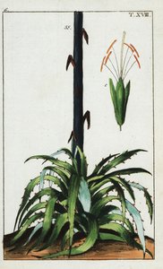 Century Plant, Agave Americana