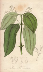 Ceylon Fluting Machine (Cinnamomum verum) - Strong Water by William Clarke to illustrate Medical Botanical, Description of the Medicinal Plants of London, Edinburgh, and Dublin by John Stephenson and James Morss Churchill