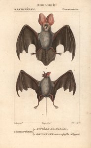 Nyctere of the Thebaide and Rhynopome Microphyll of Egypt