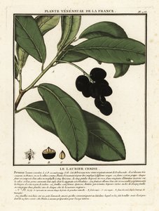 Cherry laurel by Unbekannter Künstler