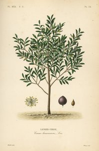 Cherry laurel or English laurel tree by Unbekannt