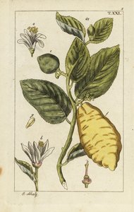 Citron showing fruit, leaves and flowers, Citrus medica