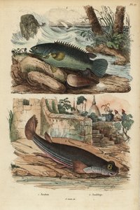 Climbing perch, Anabas testudineus, and four-eyed fish, Anableps anableps