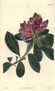 Cluster of purple flowers of an Indian azalee by Unbekannter Künstler