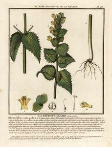 Cock’s comb, Rhinanthus crista-galli