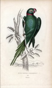 Collared Parakeet, Psittacula krameri. Psittacus torquatus