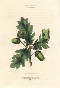 Common British oak tree by Unbekannter Künstler