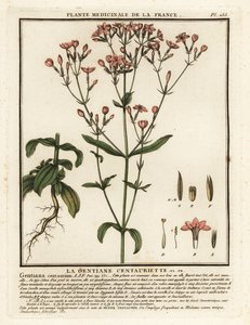 Common Centaury, Centaurium erythraea