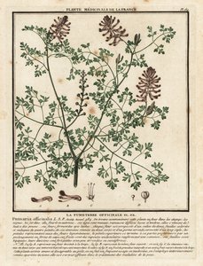 Common fumitory, Fumaria officinalis