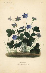 Common hepatica or liverwort by Unbekannt