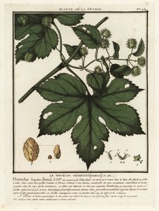 Common hops, Humulus lupulus by Unbekannter Künstler