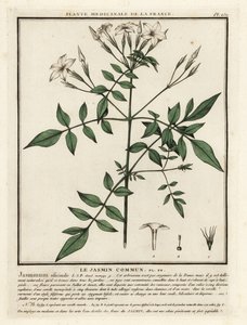 Common jasmine, Jasminum officinale