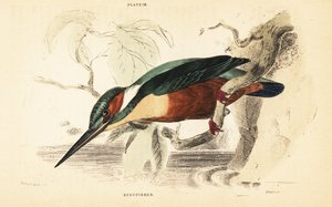 Common kingfisher, Alcedo atthis. 1889 by Unbekannter Künstler