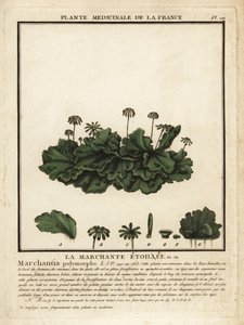Common Liverwort, Marchantia Polymorpha by Unbekannter Künstler