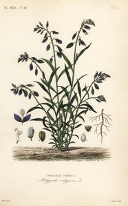 Common milkwort by Unbekannt