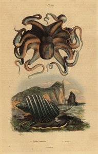 Common octopus, Octopus vulgaris, and sea snail, Dicathais orbita by Unbekannt