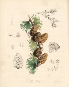Common or European meleze - White larch tree, Larix decidua (Larix europaea)