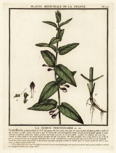 Common skullcap, Scuttelaria galericulata