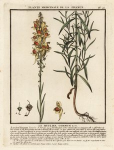 Common Toadflax, Linaria vulgaris by Unbekannter Künstler