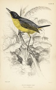 Common tody-flycatcher