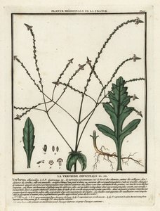 Common vervain, Verbena officinalis