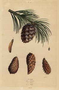 Cones of the creeping pine, Aleppo pine, pitch pine, and Swiss pine
