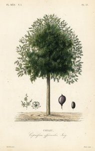 Copaiba tree