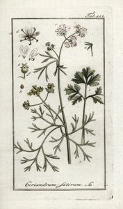 Coriander, Coriandrum sativum