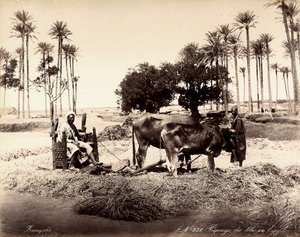 Corn reaping in Egypt by Unbekannter Künstler
