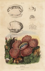 Corpse Lily or Rafflesia by Unbekannt