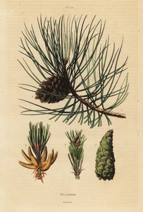 Corsican Pine Tree