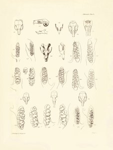 Cranes and teeth of various kinds of rodents described by Charles Darwin during his exploration trip aboard the Beagle. Plate from 